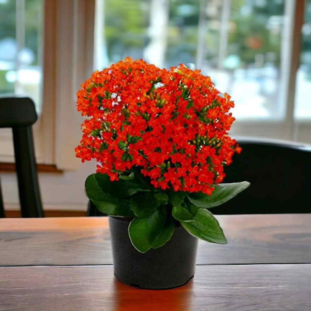Kalanchoe Plant